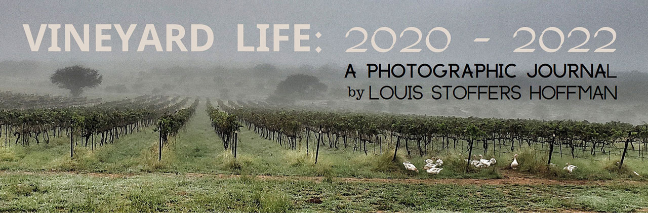 vineyard