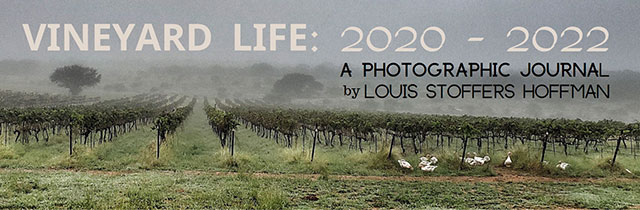 vineyard